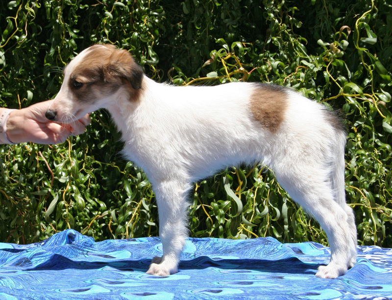 5 weeks - Boy 1 left